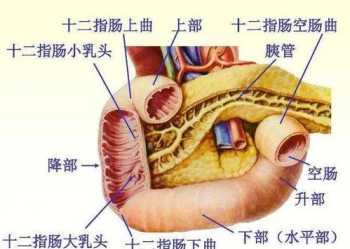 腹膜炎课件 腹膜炎的培训内容