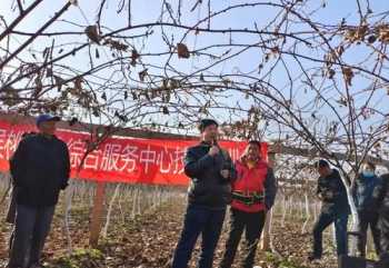 教师培训成长总结 新教师培训成长树