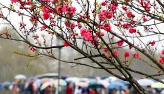 杭州樱花日语培训机构 樱花日语杭州地址