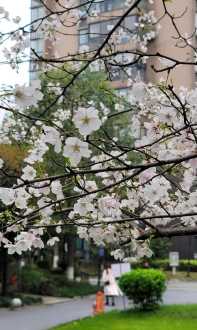 杭州樱花日语培训机构 樱花日语杭州地址