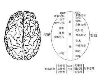 左右脑 左右脑偏向测试