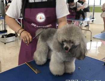 宠物美容师就业前景怎么样 宠物美容师就业前景