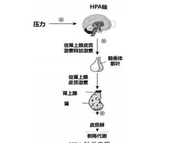 文鸟属于什么科 除了稻鸡、角鸡、鹁鸪、蓝背