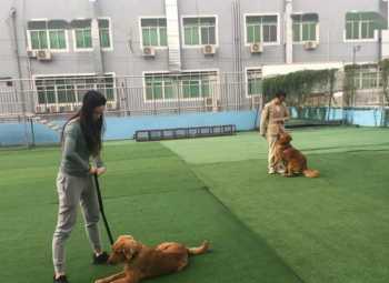 训犬师工资多少钱一个月 训犬师这个行业怎么样