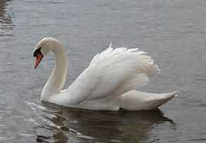 swan swan song典故