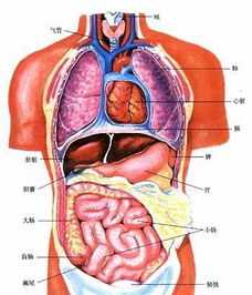 tongue怎么读 tongue