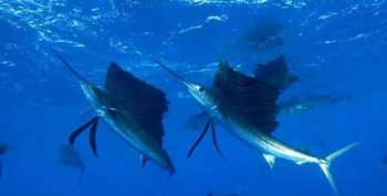 Sailfish是什么牌子 sailfish