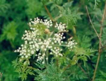 荼芜是什么 蘼芜