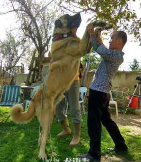 训犬师培训学费是多少钱一个月 训犬师培训学费是多少