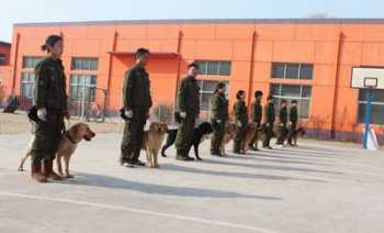 训犬师培训学费是多少钱一个月 训犬师培训学费是多少