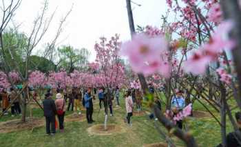 2023年北京樱花几月份开 北京樱花