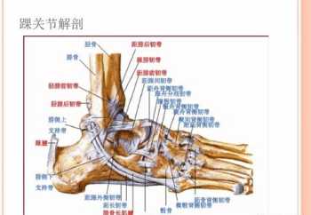 ankle什么意思 ankle是什么意思译