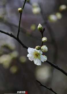 花上 花上生虫子了怎么处理