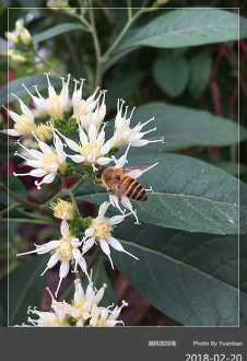 三头根别名 广西斑鸠菊