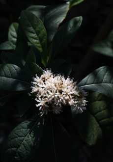 三头根别名 广西斑鸠菊