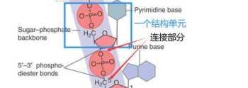 三磷酸腺苷在农业上的应用 核苷酸对农作物有什么作用