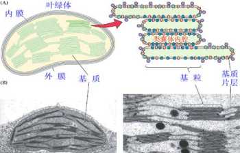 光合教育是什么组织 光合组织成员是谁