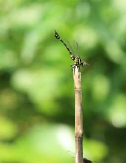 红蜻蜓歌曲哪一年出的 红蜻蜓这首歌的寓意