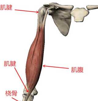 骨骼肌是什么 肌腱的意思