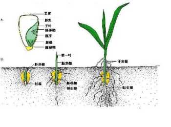 种子萌发时需要空气,其根本原因是什么 萌发