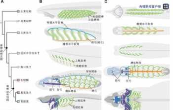 标本的作用是什么 标本是什么意思