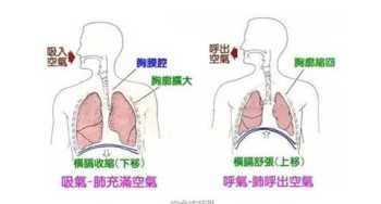 腹式呼吸法和逆腹式呼吸法这两种呼吸法哪种呼吸法最适合瘦肚子 腹式呼吸法