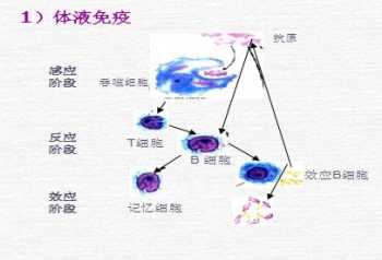 细胞,组织,器官,系统四个概念怎么解释?他们之间有何关系 器官