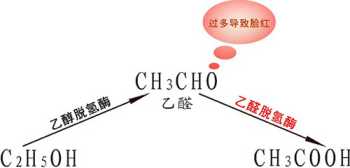 酶是什么?它有哪些组成?它们各有什么生理功能 酶