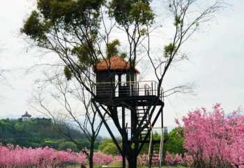 福州樱花日语学校地址 福州樱花日语培训机构