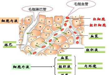 等张溶液和等渗溶液的区别是什么 一个女生说应该是在等你该怎么回答