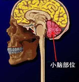 人体头部结构图解大全 人体头部结构图