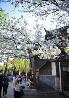 济南樱花国际日语学校 济南樱花日语培训