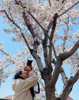 烟台樱花日语培训学校 烟台樱花苑日本料理