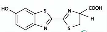 荧光素酶互补技术原理 双荧光素酶的原理