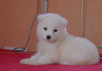 samoyed 萨摩的意思