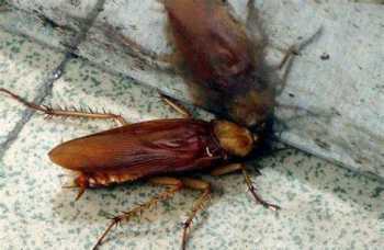 cockroach roach和cockroach的区别