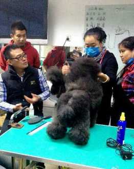 学习宠物美容要多久 宠物美容培训学校一般学费多少，大概学多长时间