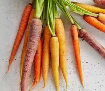 carrot的复数 carrot