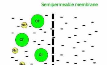 membrane 生物膜的概念是