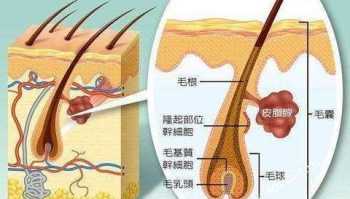 谁知道毛发生理学 头发分为几个部分