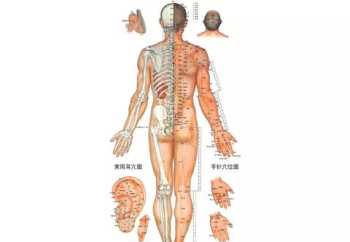 你认为古人怎么知道人体有经络穴位和第三只眼松果体的 中医经络学讲座