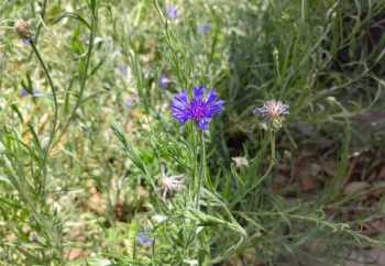 cornflower blue是什么颜色 含有FLOWER的英文单词有几个