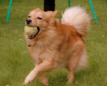 世界十大猛犬排名 银狐是名犬吗