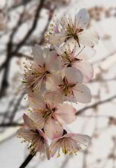 花朵怎么画 花怎么画