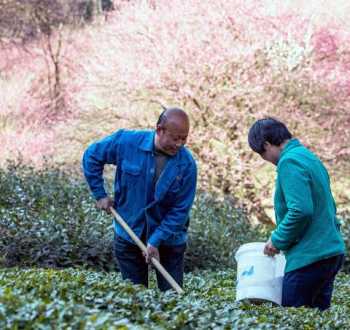 淘宝上几百块的美工教材有用吗？值吗 茶树网学院