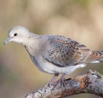 dove和pigeon pigeon和dove有什么区别啊