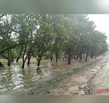 mangrove 什么是红树林