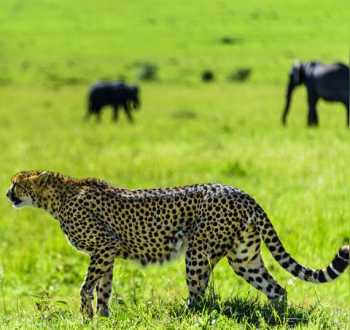 leopard是什么意思 功夫熊猫太郎的英语介绍