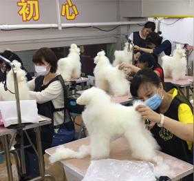 南京宠物美容学校 南京假期哪里宠物医院接诊